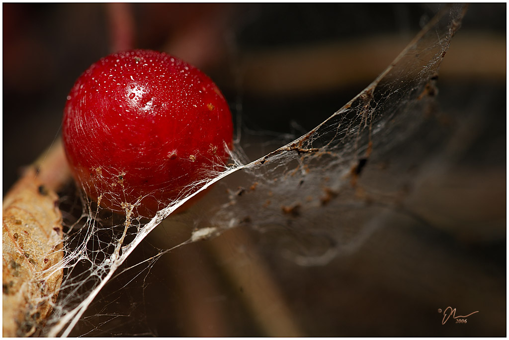 cherry web.jpg - (c) 2006 A. Dale McLean aka PS-RagE